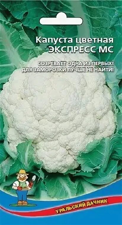 Капуста жемчужина фото Купить Капуста цветная Экспресс 0,25 гр. за 17 руб. почтой "Сад-Эксперт" - Семен