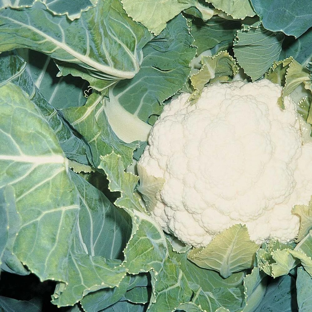 Капуста жемчужина фото Снимки Cauliflower f1: Идеальные Гибридные Варианты Натуралист Фотогалерея приро