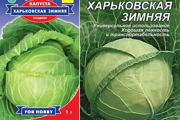 Капуста зимних сортов фото Сорта капусты, в которые я влюбилась Моя успешная дача Дзен