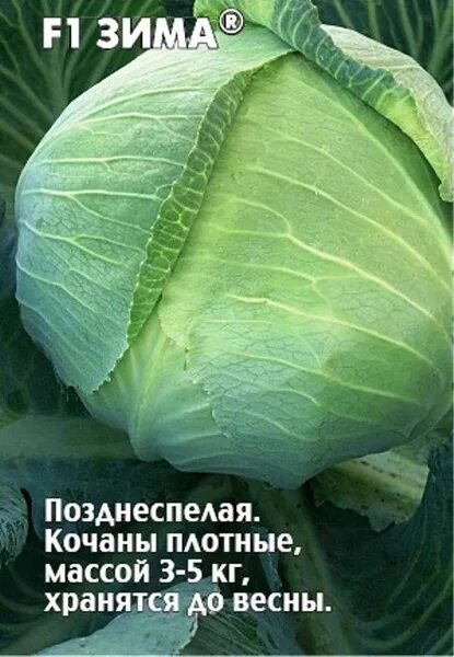 Капуста зимняя фото Капуста СуперГрядка СадЛавка-семена0512-94 - купить по выгодным ценам в интернет
