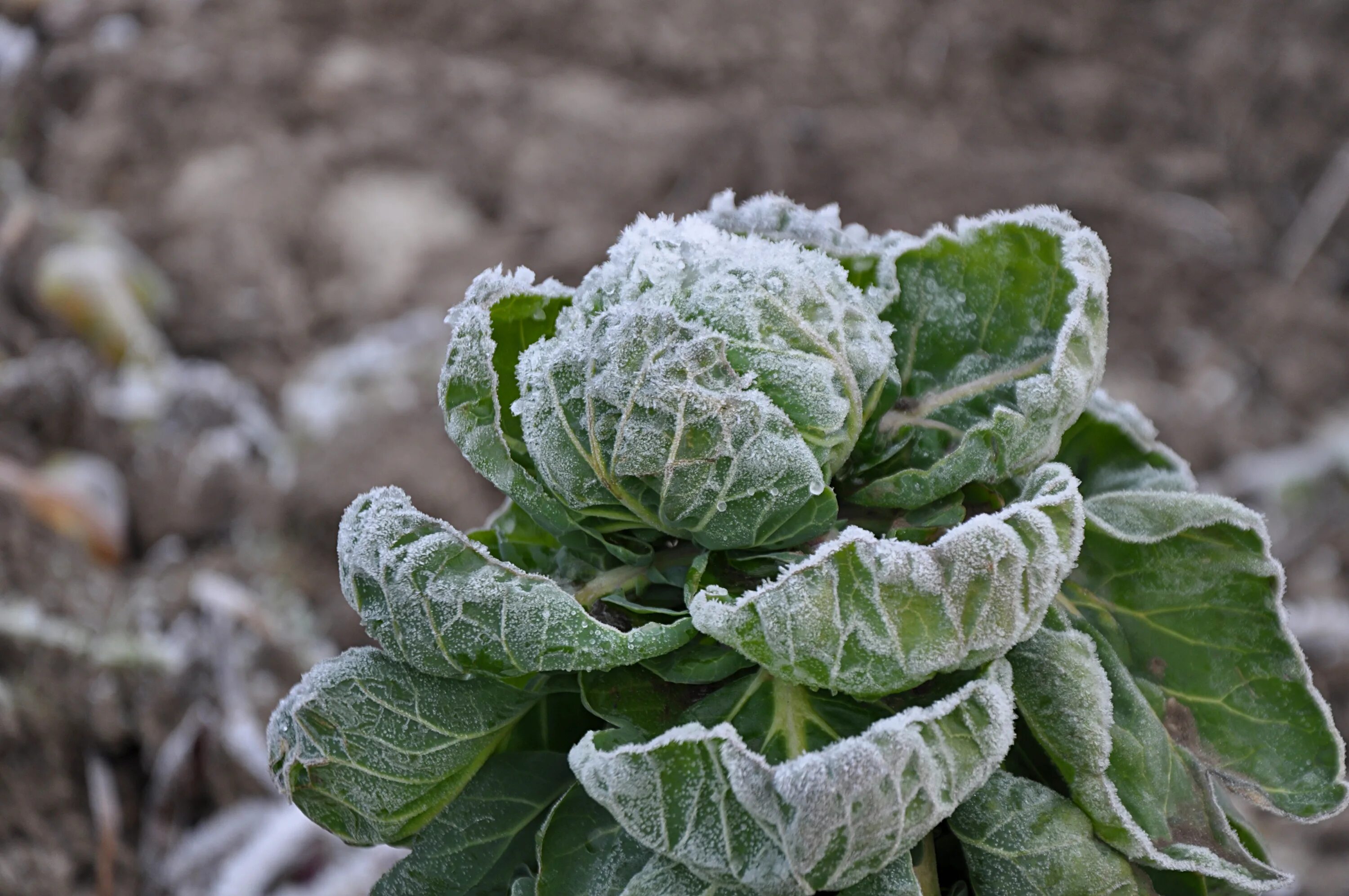 Капуста зимняя фото File:Brussels sprouts, Oseberghaugen, Norway hoarfrost November 2011.jpg - Wikim