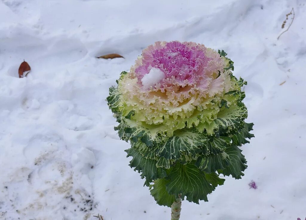 Капуста зимняя фото Зимняя капуста eCookie.ru