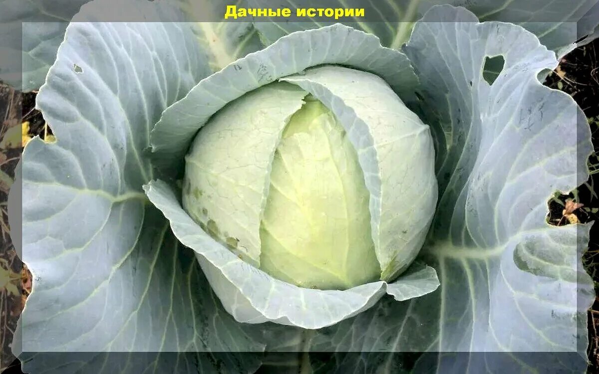 Капуста зимняя фото Апрельские капустные заботы: выращивание капусты рассадой и посев семен капусты 