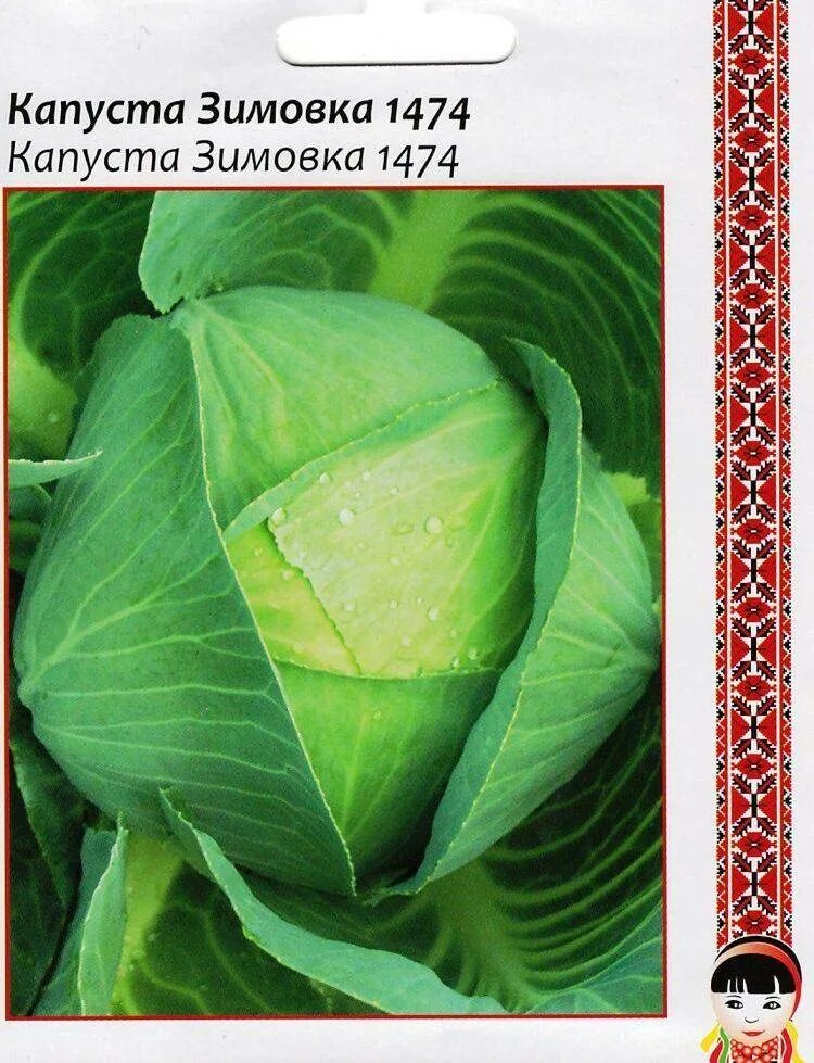 Капуста зимовка фото описание Капуста Зимовка Описание Сорта Фото Отзывы - Karevaphoto.ru