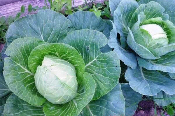 Капуста зимовка описание отзывы фото Капуста поздняя Зимовка - купить недорого в Калуге, цены от производителя