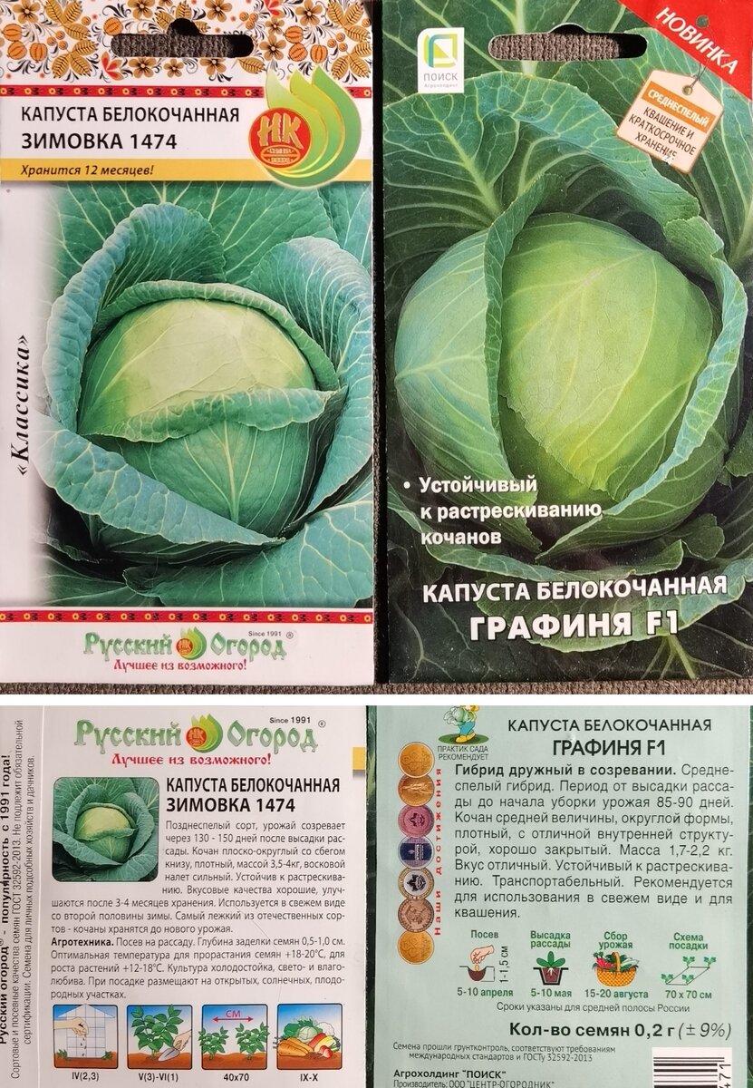 Капуста зимовка описание сорта фото отзывы садоводов А что у нас с капустой? Юлия Анцифрова Дзен