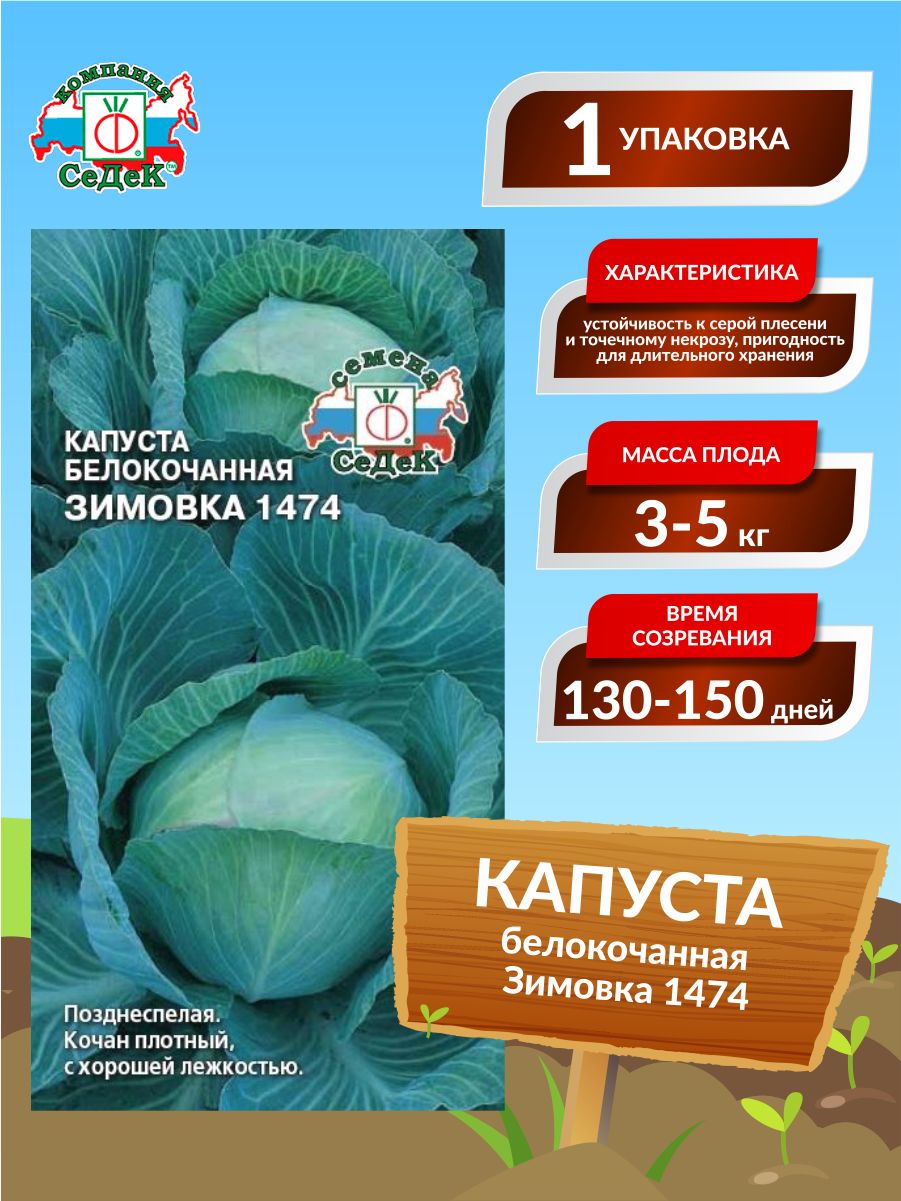 Капуста зимовка описание сорта фото отзывы садоводов Капуста Седек Капуста белокочанная_1_Капуста белокочанная Зимовка 1474 - купить 