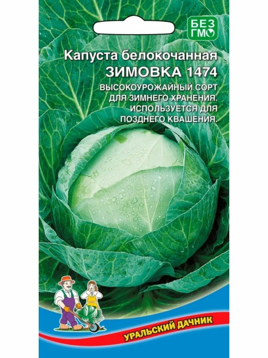 Капуста зимовка описание сорта фото отзывы садоводов Семена Капуста белокочанная Зимовка 1474 Уральский Дачник 208883837 купить в инт