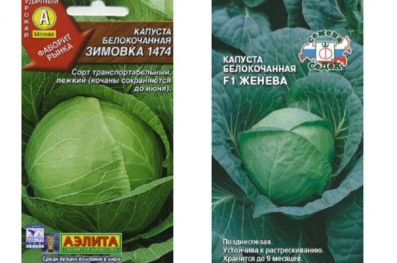 Капуста зимовка отзывы фото Капуста зимовка описание сорта фото - Arhids.ru