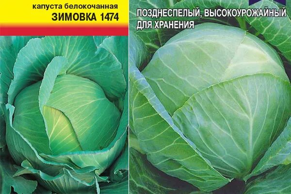 Капуста зимовка отзывы фото Капуста Зимовка: описание сорта, фото, отзывы, характеристика, достоинства и нед