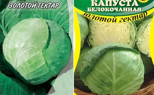 Капуста золотой гектар фото Капуста золотой гектар: найдено 89 картинок