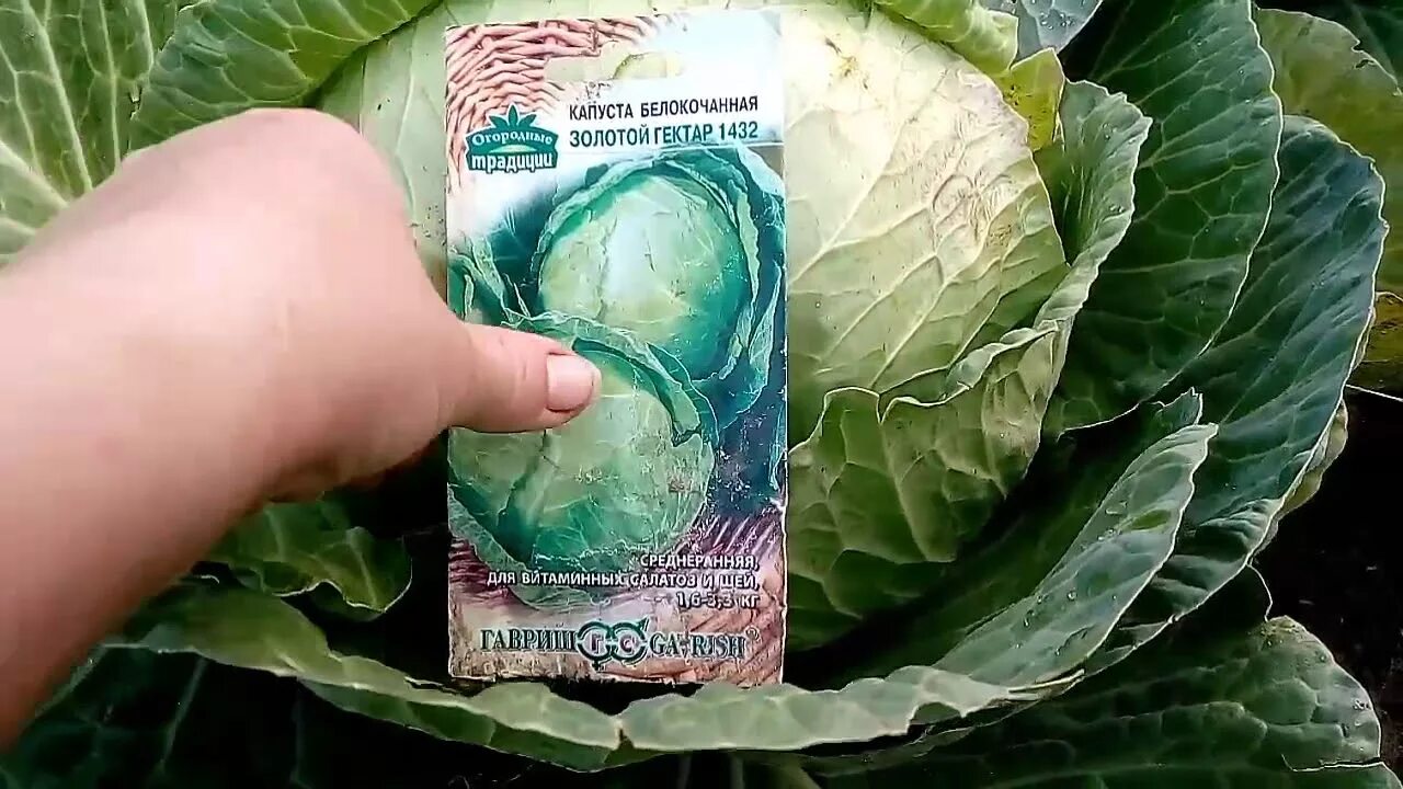 Капуста золотой гектар описание сорта фото Созрела белокачанная капуста Золотой гектар 1432 , на Урале - YouTube