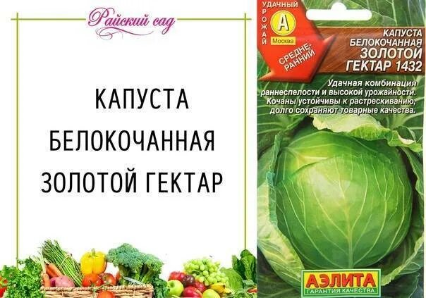 Капуста золотой гектар описание сорта фото отзывы Капуста Золотой гектар: описание сорта, урожайность, посадка и уход, отзывы и фо