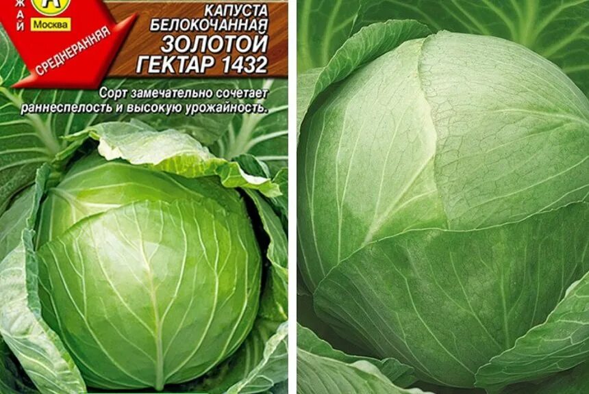 Капуста золотой гектар описание сорта фото отзывы Золотой гектар фото - DelaDom.ru