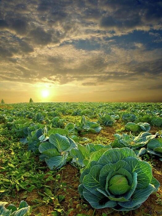 Капустное поле фото November Cabbage Agriculture photography, Landscape photography, Farm life