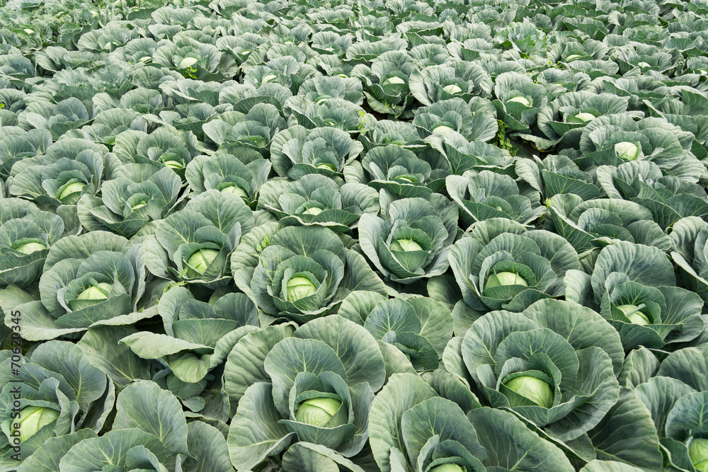Капустное поле фото white cabbage field фотография Stock Adobe Stock