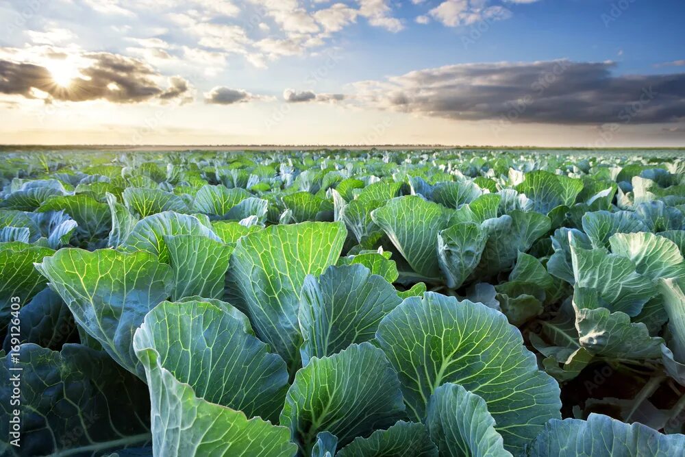 Капустное поле фото Field of ripe cabbage under a cloudy sky фотография Stock Adobe Stock