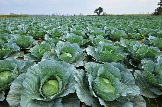 Капустное поле фото "White Cabbage" Изображения: просматривайте стоковые фотографии, векторные изобр