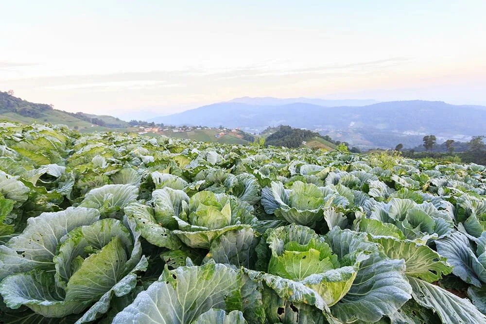 Капустное поле фото Can Human Excreta Be Used As Farm Manure? " ScienceABC