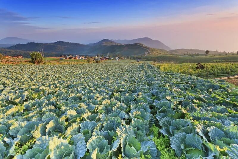 Капустное поле фото 21,296 Cabbage Grow Stock Photos - Free & Royalty-Free Stock Photos from Dreamst