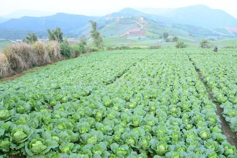 Капустное поле фото 3,054 Mountain Cabbage Stock Photos - Free & Royalty-Free Stock Photos from Drea