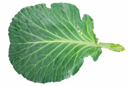 Капустные листья фото Cabbage Leaf Images - Browse 341,443 Stock Photos, Vectors, and Video Adobe Stoc