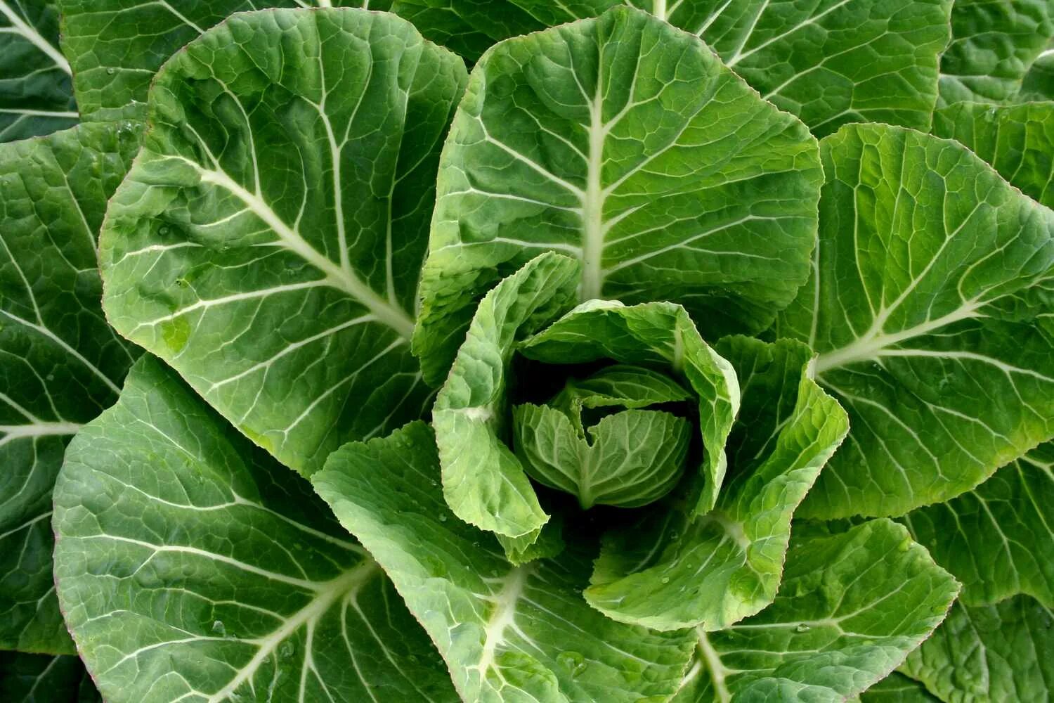 Капустные листья фото Mixed Greens With Ham Hocks Recipe