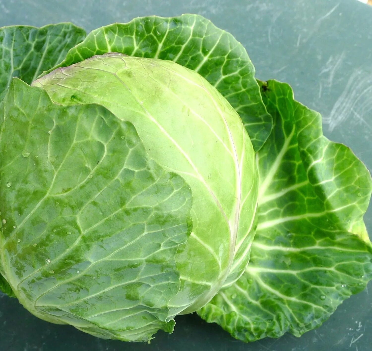 Капустные листья фото cabbage