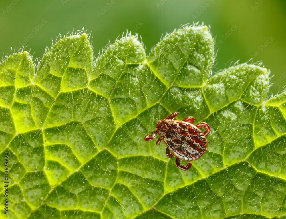 Капустный клещ фото Tick crawling on leaf фотография Stock Adobe Stock