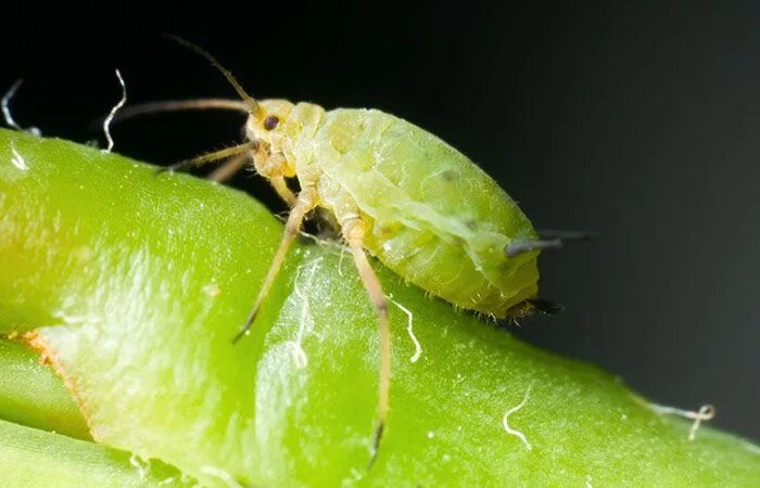 Капустный клещ фото Как спастись от нашествия тли Вредители растений, Растения, Уход за садом