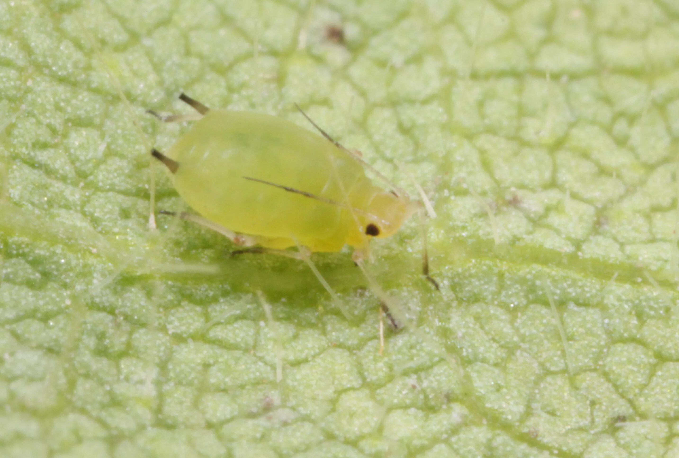 Капустный клещ фото Aphids are striking soybeans earlier than expected, according to Iowa State Univ