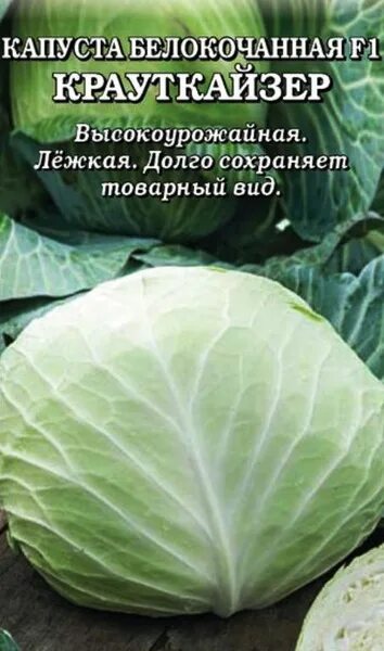 Капусты крауткайзер фото Капуста Золотая сотка Алтая Тор30687 - купить по выгодным ценам в интернет-магаз
