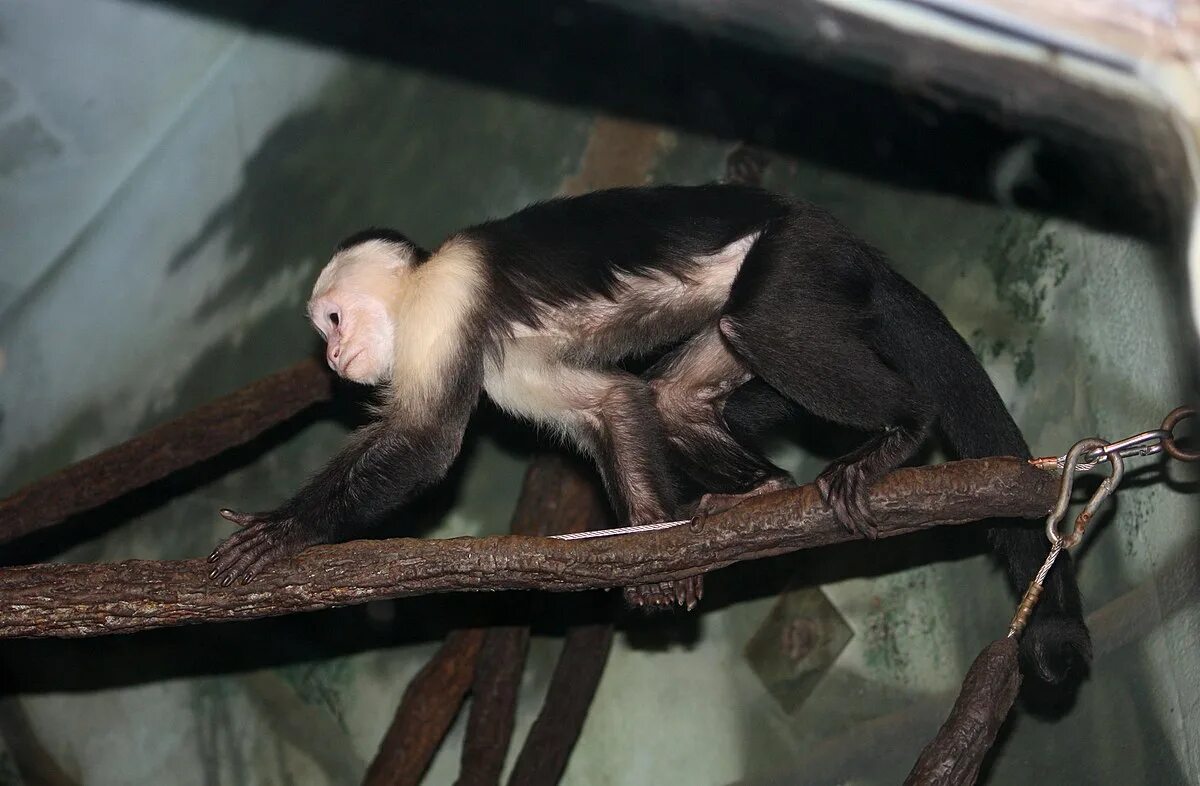Капуцин ул кирова 10 фото File:Cebus capucinus at the Bronx Zoo 001.jpg - Wikipedia