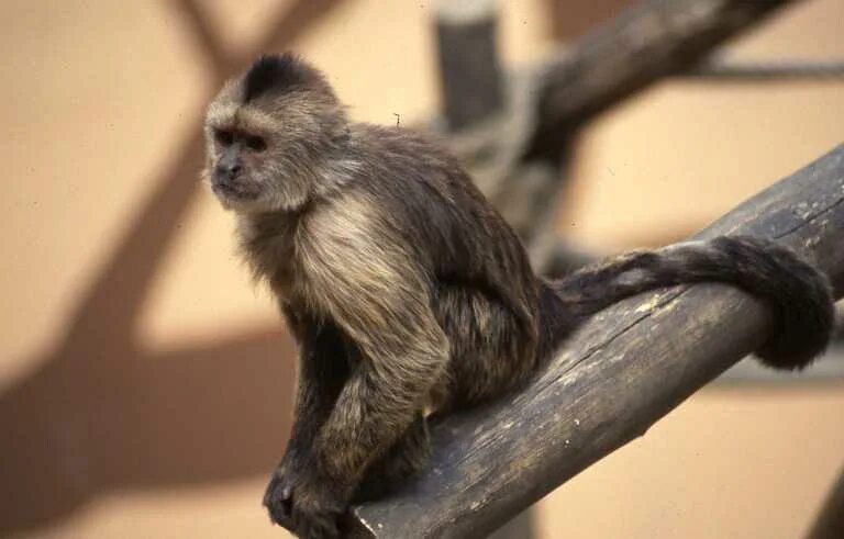 Капуцин ул кирова 10 фото CalPhotos: Cebus nigrivittatus; Capuchin