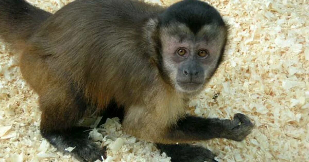 Капуцин ул кирова 10 фото Randy monkeys wash hands, feet in urine