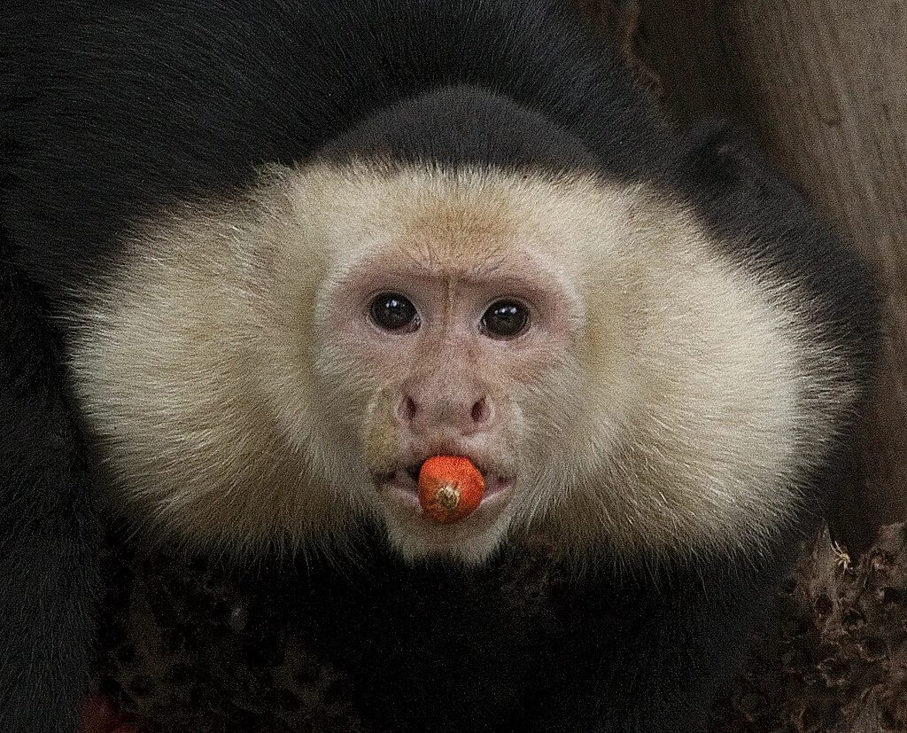 Капуцин ул кирова 10 фото и видео White-faced Capuchin Monkey Eating fruit of a palm tree al. Flickr