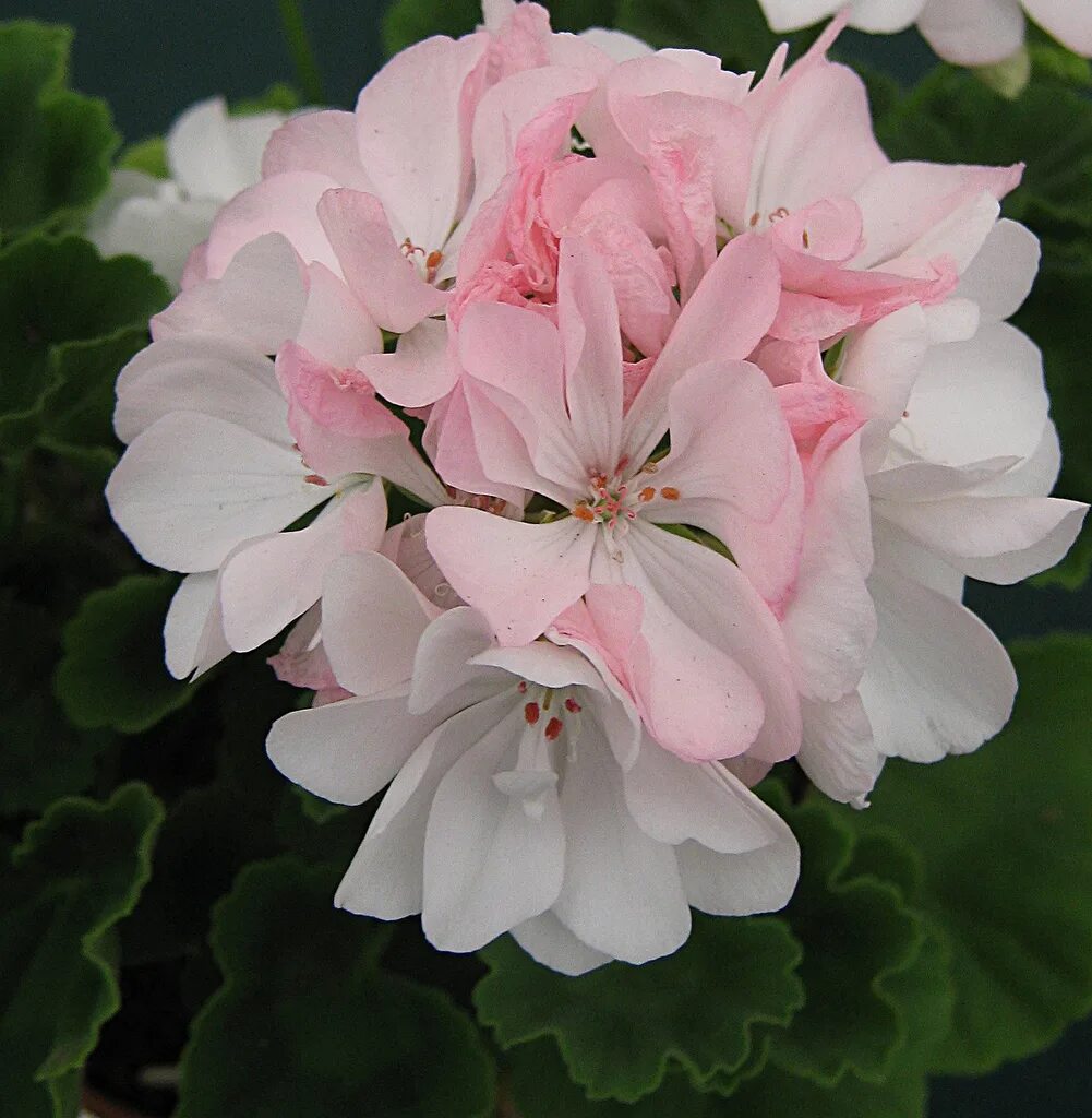 Кара амалия пеларгония фото File:Pelargonium Blushing Emita.jpg - Wikimedia Commons