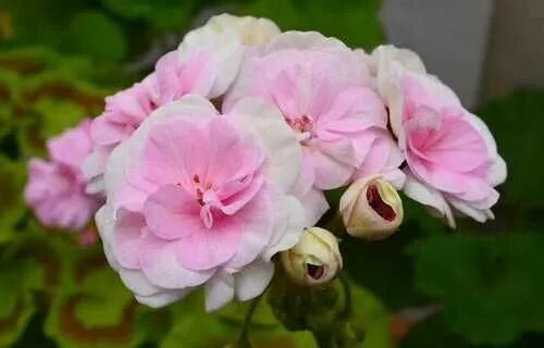 Кара амалия пеларгония фото Пеларгония оч Madpearl Rose Festima.Ru - частные объявления
