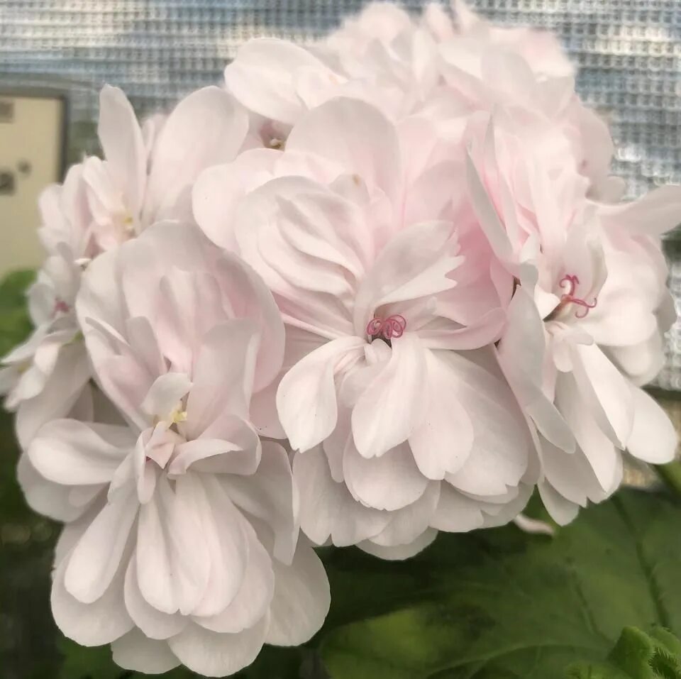 Кара амалия пеларгония фото Zonartic Pelargonium 'Cara Mia'