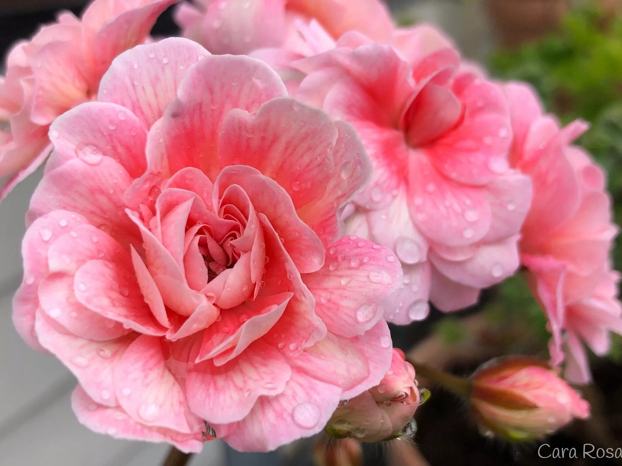 Кара амалия пеларгония фото Zonartic Cara Rosa (357717861) ᐈ Köp på Tradera Geraniums, Flowers, Beautiful fl
