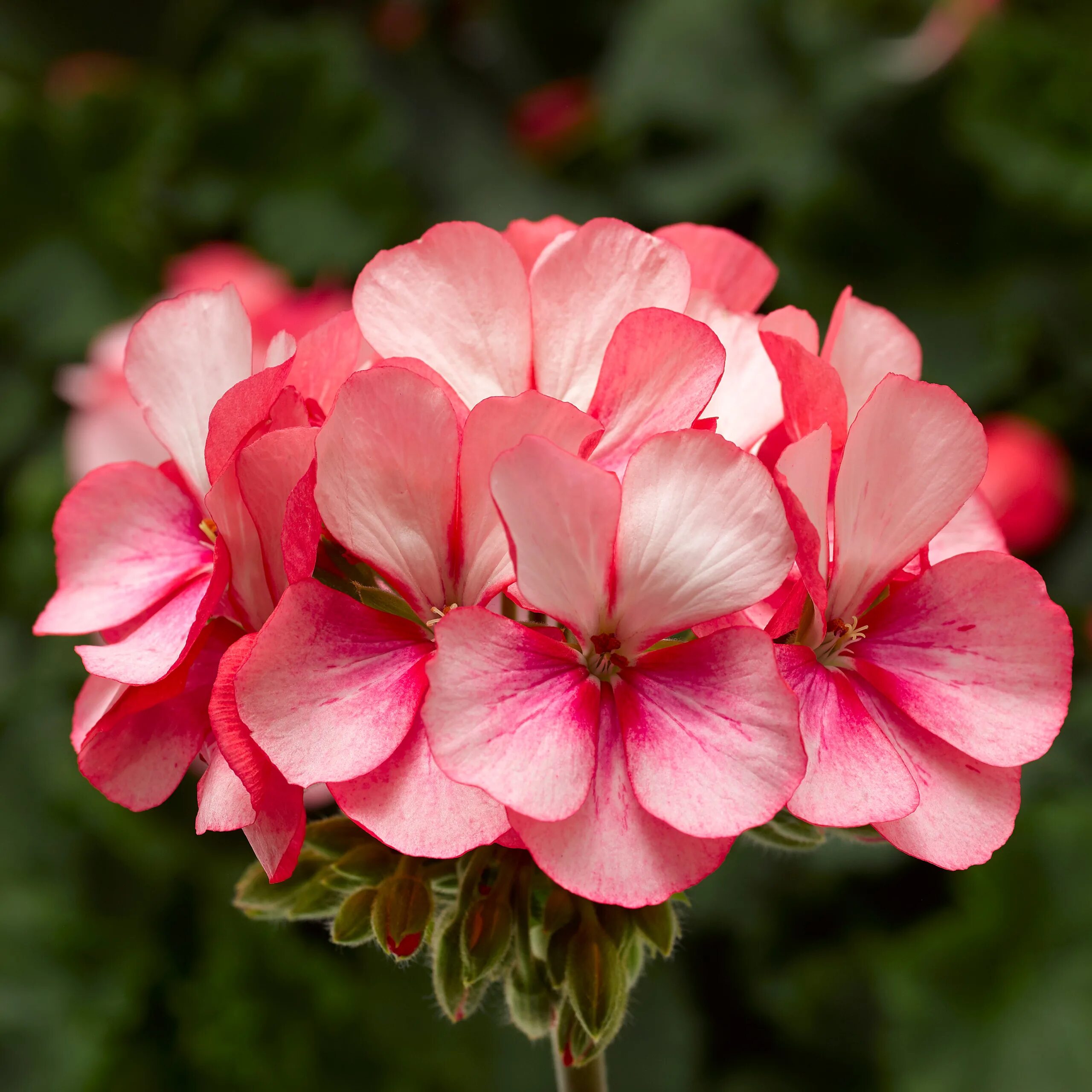Кара амалия пеларгония фото Geranium - Zonal, Tango - Malmborgs