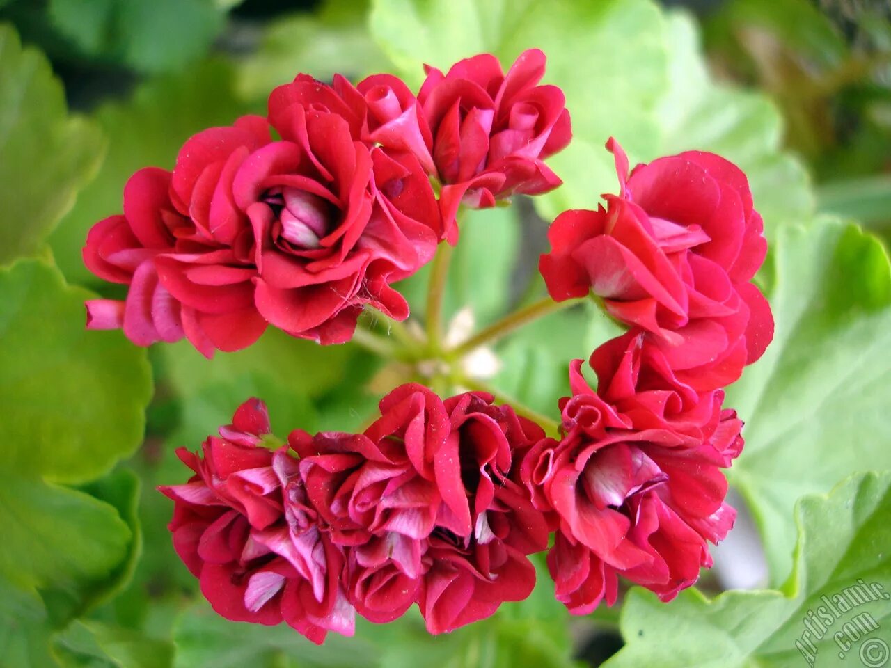 Кара амалия пеларгония фото Red color Pelargonia -Geranium- flower.