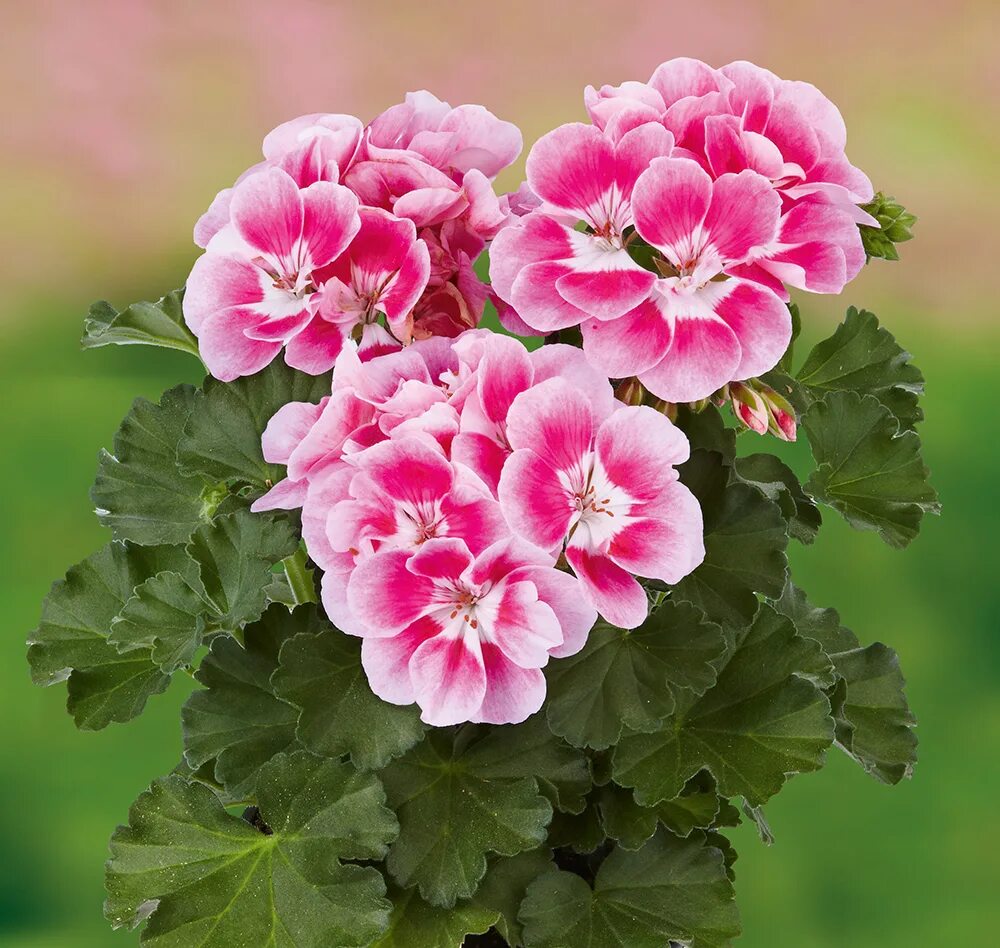 Кара амалия пеларгония фото и описание Купить Pelargonium zonale (рассада) - Тюльпаны к 8 марта 2022г - БотаникШоп Смол