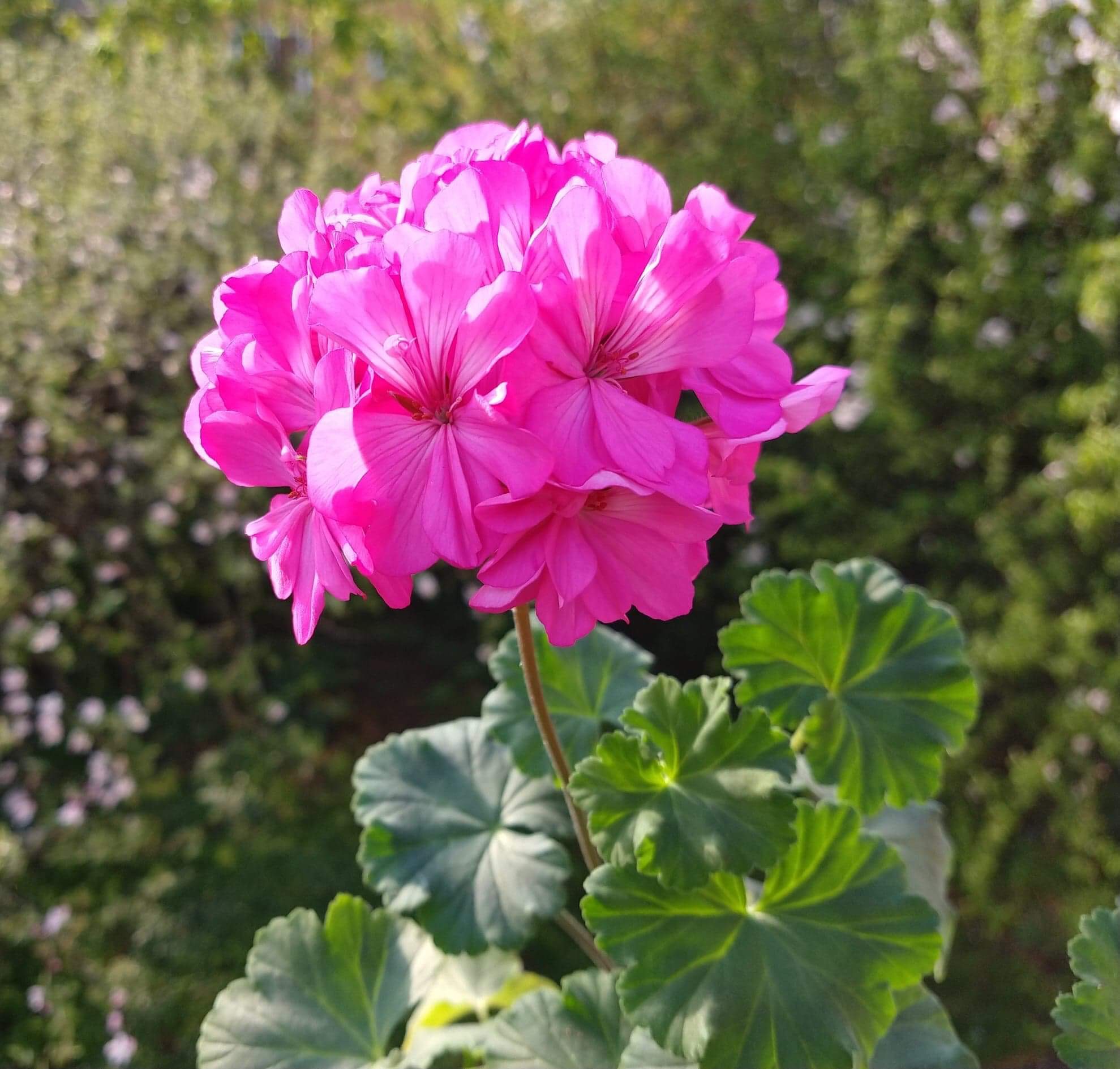 Кара дезирата пеларгония фото File:Pelargonium Knapa-trädet.jpg - Wikimedia Commons