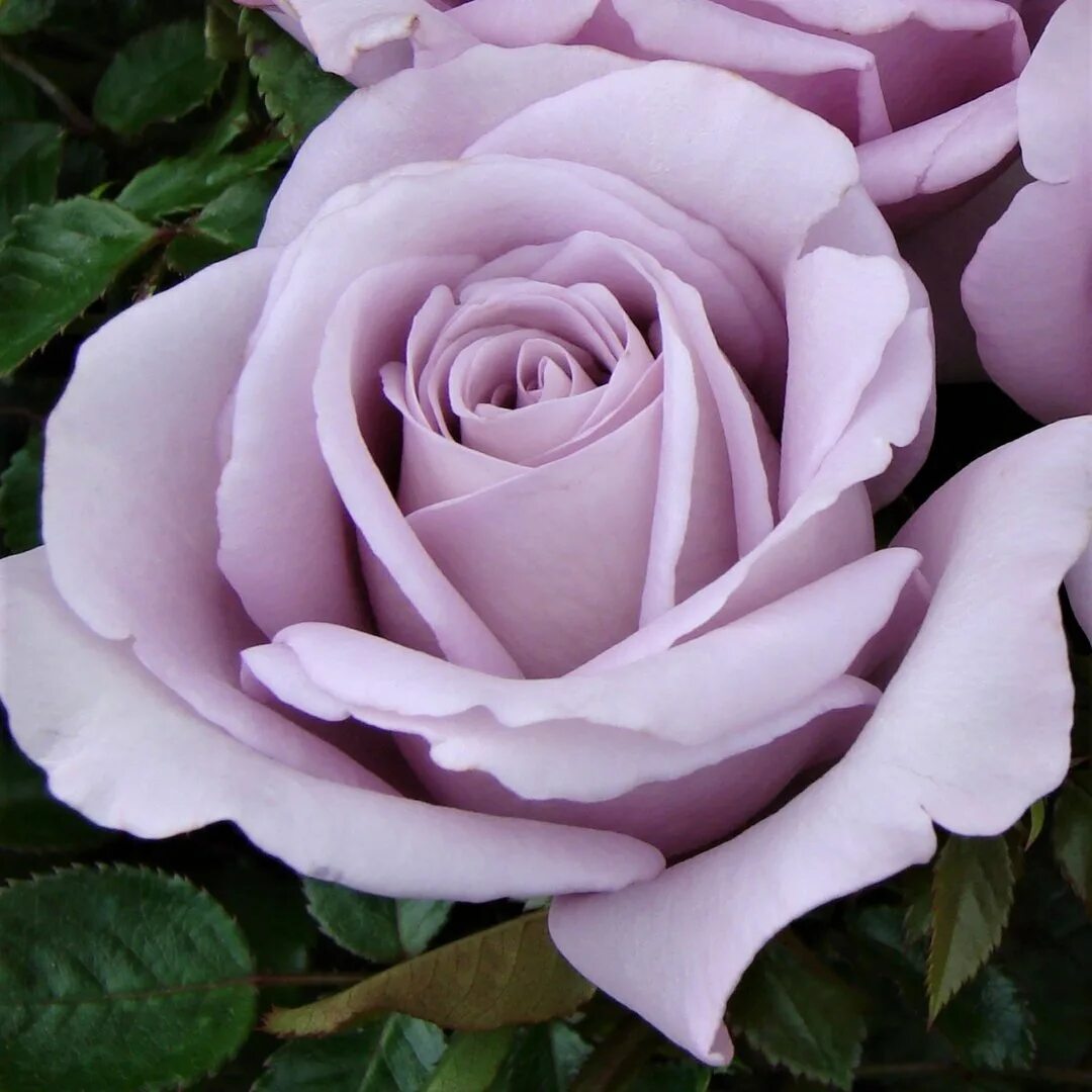 Кара луна роза фото Blue Moon UK Potted Rose - Colin Gregory Roses Ltd