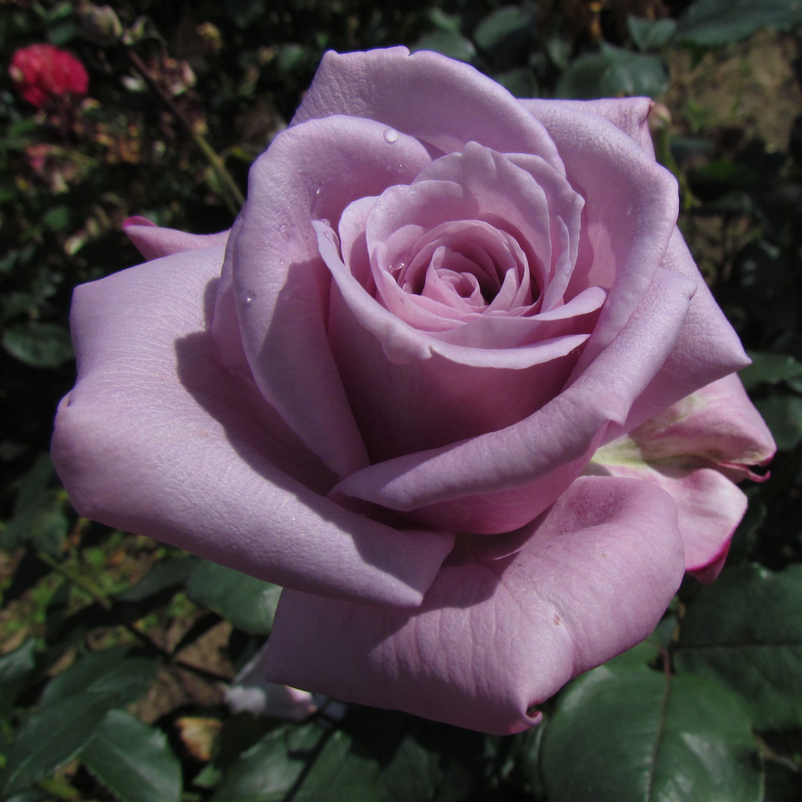 Кара луна роза фото Twice in a Blue Moon rose Lilac Hybrid Tea rose Style Roses