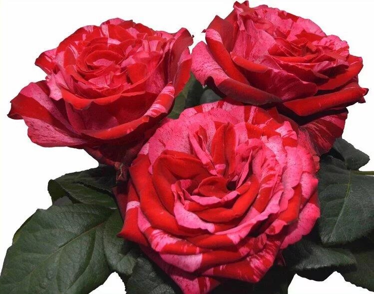 Кара луна роза фото Red Lands Roses - Website