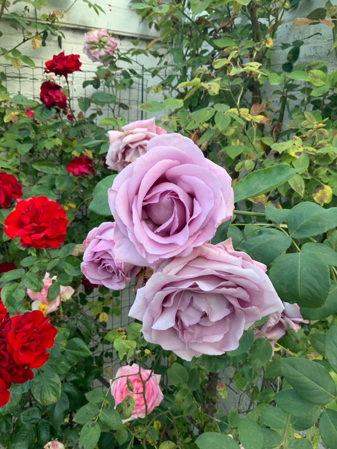 Кара луна роза фото When to plant roses 'Blue Moon'?
