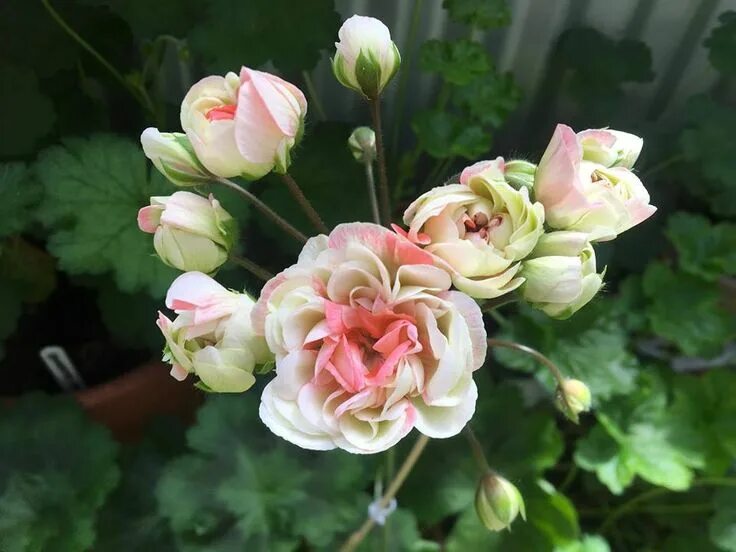 Кара роза пеларгония фото и описание Lara Sundae Zonartic Geraniums, Flowers, Pelargonium