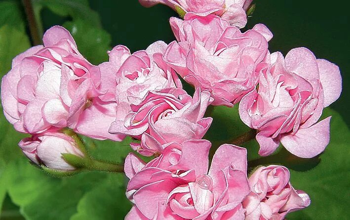 Кара роза пеларгония фото и описание Пеларгония сорта Swanland Pink Растения, Цветок, Календарь садовода